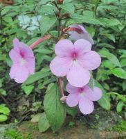 Achimenes Charm